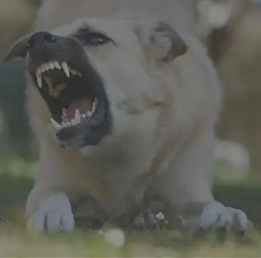 En hund skäller och visar tänderna.