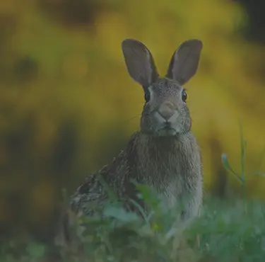 En grå hare i naturen.
