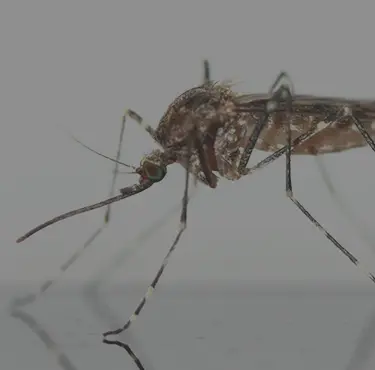 Närbild på en mygga som kan orsaka malaria.