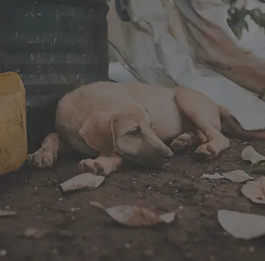 Närbild på en hund med rabies.